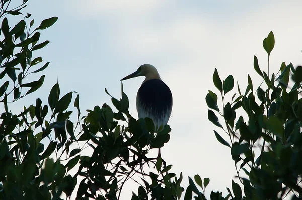 Javan havuzu balıkçıl (