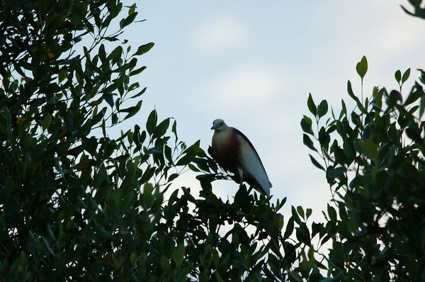 Javan Lagoa Garça Ardeola Speciosa Uma Ave Náutica Família Heronfamily — Fotografia de Stock