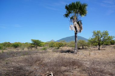 Savanna 'ya kuru otlar hükmediyor ve bazı ağaçlar geniş bir alana dağların ve ormanların arka planına yayılıyor..