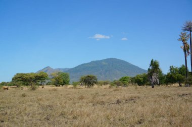 Savanna 'ya kuru otlar hükmediyor ve bazı ağaçlar geniş bir alana dağların ve ormanların arka planına yayılıyor..
