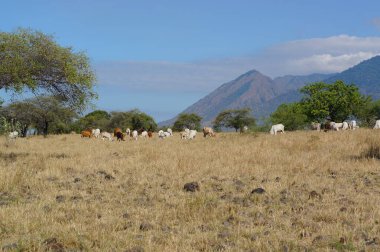 Savanna 'ya kuru otlar hükmediyor ve bazı ağaçlar geniş bir alana dağların ve ormanların arka planına yayılıyor..