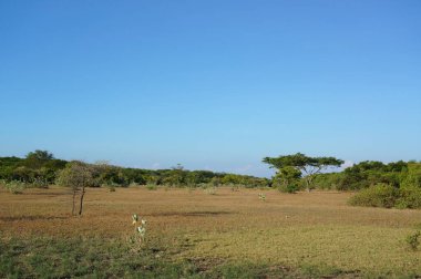 Savanna 'ya kuru otlar hükmediyor ve bazı ağaçlar geniş bir alana dağların ve ormanların arka planına yayılıyor..