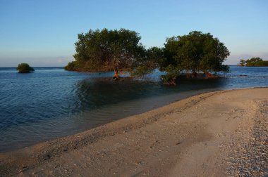 Sahilde beyaz kum ve mangrov bitkileri hala kalabalıktan saklanıyor.