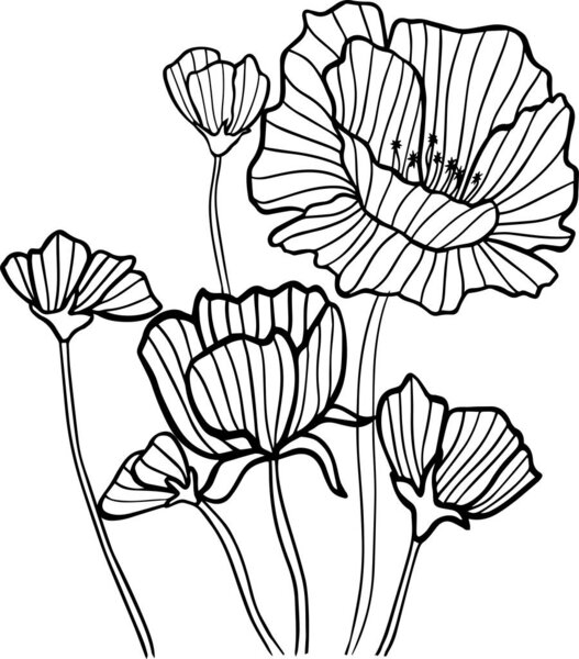 coloring book flowers poppies nature spring vector page graphic black white isolate outline illustration postcard