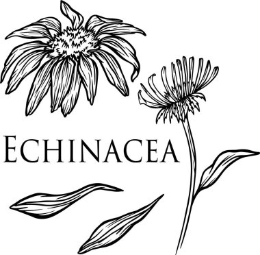 Ekinezya bayrağı, grafik çiçekleri, vektör baskısı, illüstrasyon, tıbbi bitkiler.