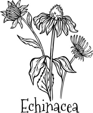 Ekinezya buketi çiçekleri. Grafik ana hatları. Bitkiler.