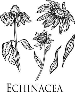 Ekinezya grafik çiçekleri afişi bitkiler için vektör baskı kartpostal illüstrasyonu tıbbi şifalı bitkiler
