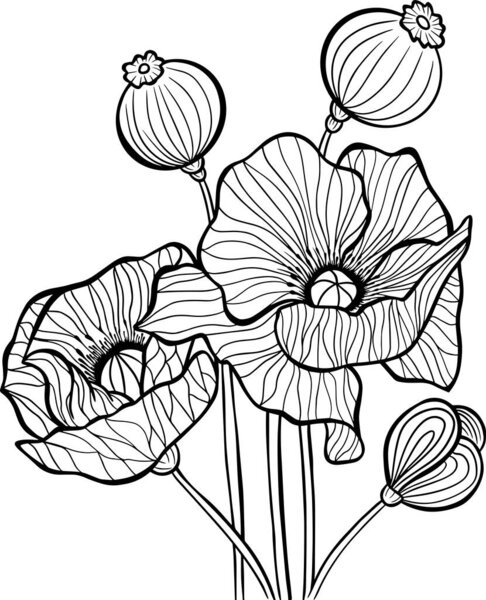 poppies flowers outline stroke coloring book illustration black and white vector tattoo print nature grass