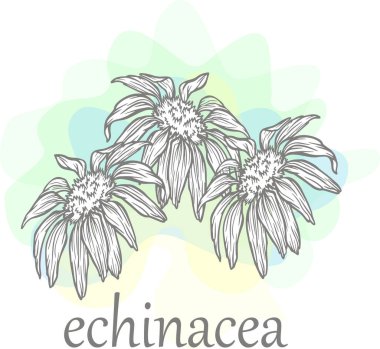 pankart Echinacea bitkisi tıbbi çiçek renkli benekler grafik vektör kapağı illüstrasyonunu özetliyor