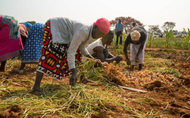 Huambo, Angola - 27 Ağustos 2019: sarımsak toplayan bir grup yerel çiftçi. Huambo eyaletinin büyük tarım potansiyeli var..