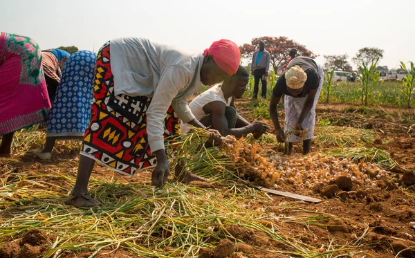 Huambo, Angola - 27 серпня 2019: група місцевих фермерів, які збирають часник. Провінція Уамбо має великий сільськогосподарський потенціал.. Стокове Зображення