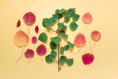 Birçok yapraklı botanik düzeni