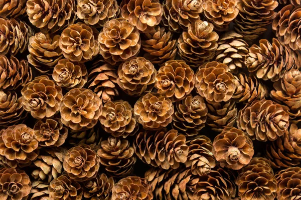 Fondo con muchos conos de pino de madera —  Fotos de Stock