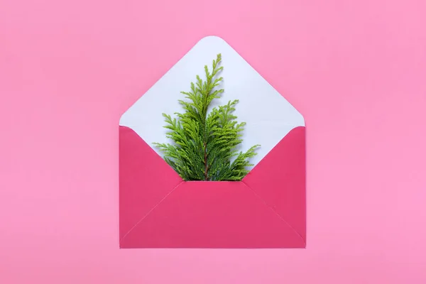 Evergreen plant branch in pink envelope — Stock Photo, Image