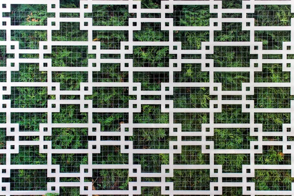 Σχέδιο φράχτη στοιχείο κηπουρικής με αειθαλή φυτά — Φωτογραφία Αρχείου