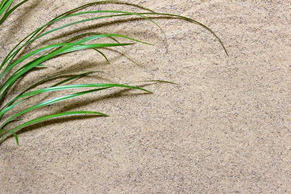 Sable et branche d'arbre à la surface — Photo