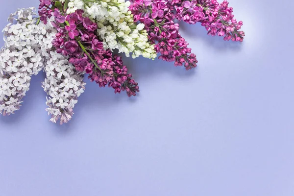 Flat lay of pink purple lilac flowers — Stok fotoğraf