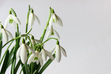 Beyaz arka planda beyaz bahar kar damlaları. Boş alanı kopyalayan fotoğraf. 