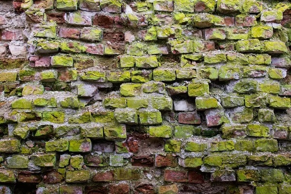 Texture Ancient Broken Red Brick Wall Green Moss Covering Bricks — Stock Photo, Image