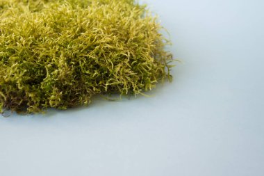 Eko konsepti. Mavi arka planda yeşil yosun bulutu. Boş alanı kopyalayan fotoğraf.