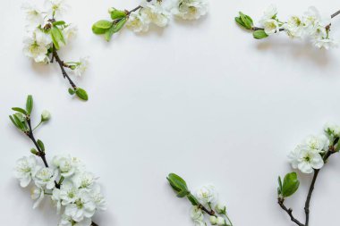 Sınırda çiçek açan elma ağacı dallarının aranjmanı. Merkezde boş boşluğu kopyalayan fotoğraf.