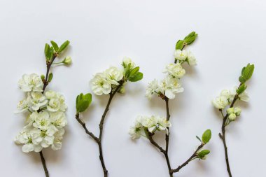 Dört bahar çiçekli elma dalları ve beyaz arka planda yeşil yapraklar.