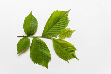 Beyaz arkaplanda yaprakları olan tek bir ağaç dalının yatay yerleşimi.