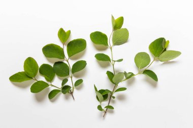 Beyaz arka planda yuvarlak yapraklı iki bitki dalı.