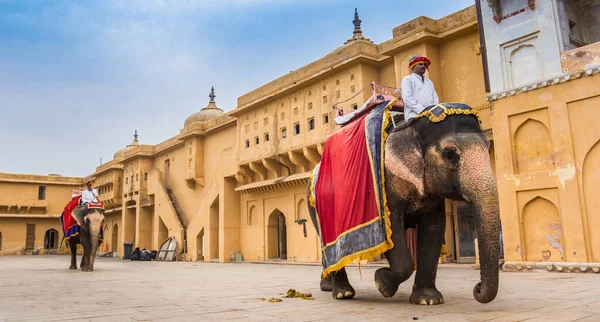 Panorama of elephants at the Amber Fort in Jaipur — Stock Photo, Image