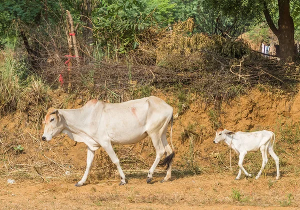Zebu cow with little calf in a village in Rajasthan