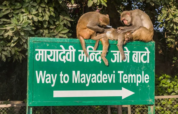 Małpa na znaku turystycznym szuka pcheł w Lumbini — Zdjęcie stockowe