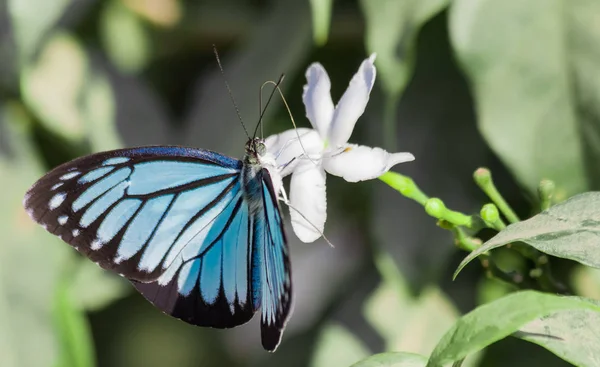 Blue tiger butterfly (tirumala limniace) on a white flower — 图库照片