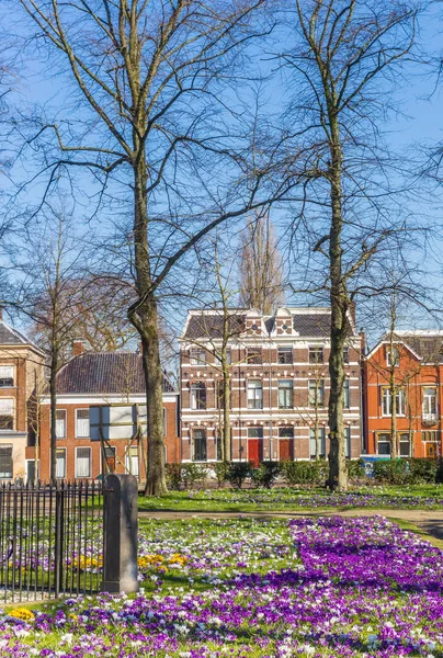 Parc avec crocus dans le centre historique de Groningue — Photo