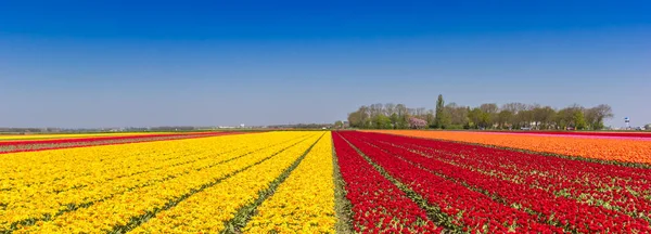 Панорама голландских красных и желтых тюльпанов в Noordoostpolder — стоковое фото