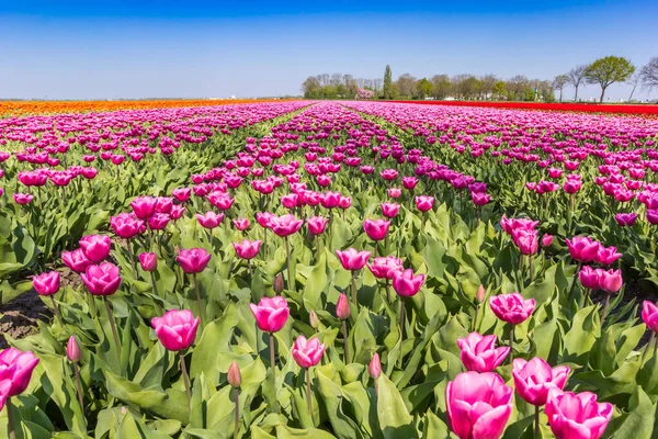 Pole barevných fialových tulipánů na jaře — Stock fotografie