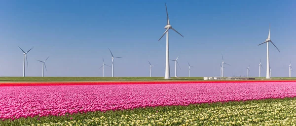 Panorama fialových tulipánových polí a větrných turbín v Noordoostpu — Stock fotografie