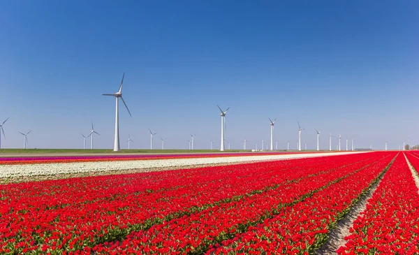 Větrné turbíny a červené tulipány v Noordoostpolderu — Stock fotografie