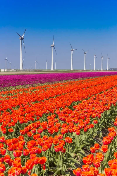 Větrné turbíny a oranžové tulipány v Noordoostpolderu — Stock fotografie