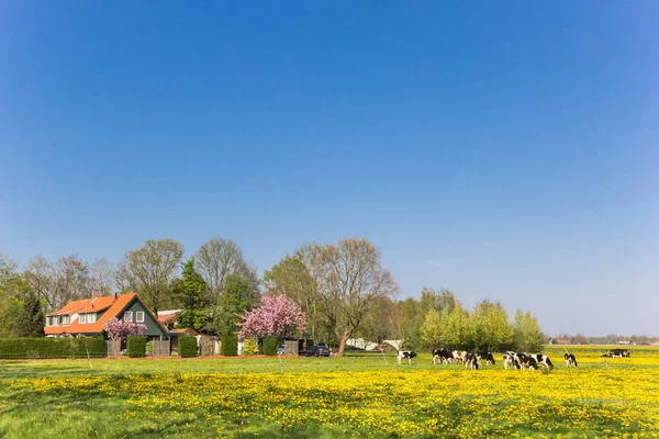 Dutch cows in a typcal dutch springtime landscape — Stock Photo, Image
