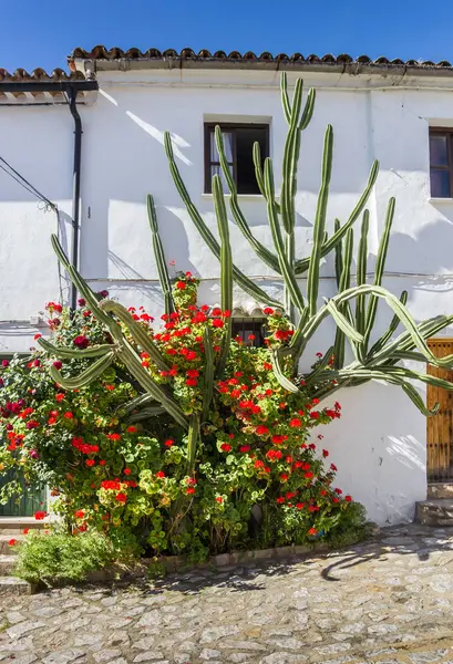 Grazalema 'da beyaz bir cephede kaktüs ve çiçekler — Stok fotoğraf