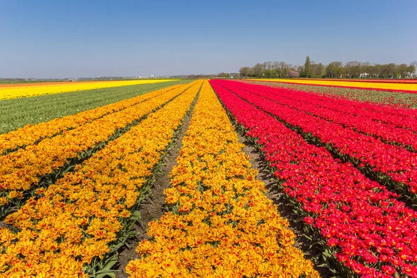 Veld van oranje en rode tulpen in het voorjaar — Stockfoto