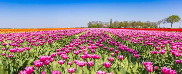 Panorama van een paars tulpenveld in Noordoostpolder — Stockfoto