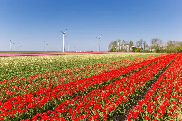 Tulipánová pole a větrné turbíny v Noordoostpolderu — Stock fotografie