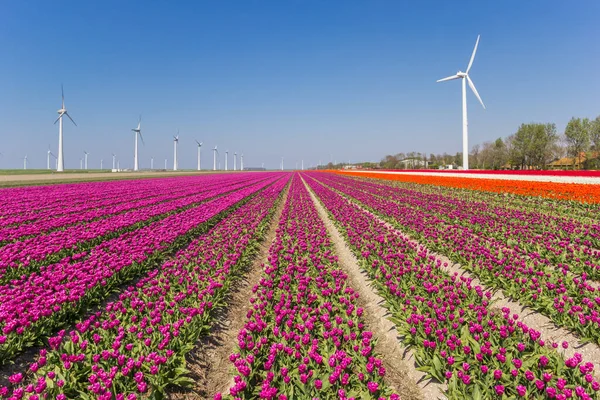 Větrné turbíny a fialové tulipány v Noordoostpolderu — Stock fotografie
