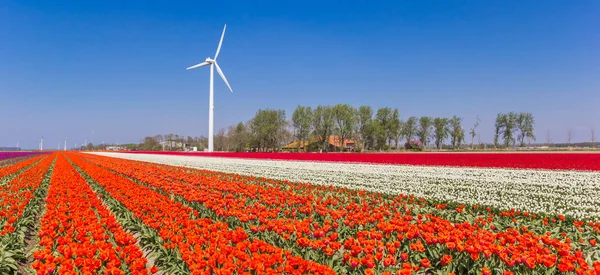 Panorama větrných turbín a barevných tulipánů v Noordoostpolderu — Stock fotografie