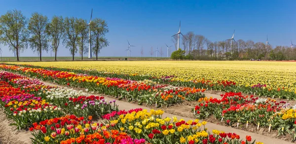 Panorama de muitas espécies de tulipas diferentes em Noordoostpolder — Fotografia de Stock