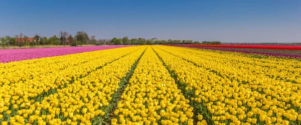 Panorama de tulipas amarelas no Noordoostpolder — Fotografia de Stock