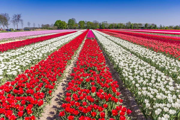 Цветное поле голландских тюльпанов весной — стоковое фото