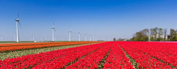 Panorama Červených Tulipánů Větrných Turbín Noordoostpolderu Holandsko — Stock fotografie
