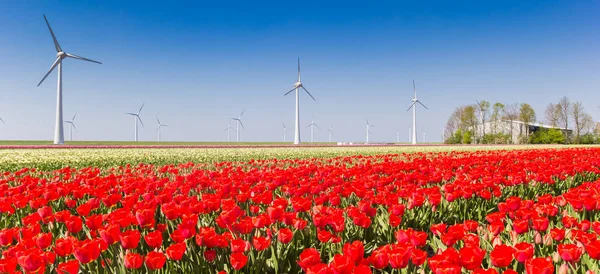 Panorama Barevných Tulipánových Polí Větrných Turbín Noordoostpolder Holandsko — Stock fotografie